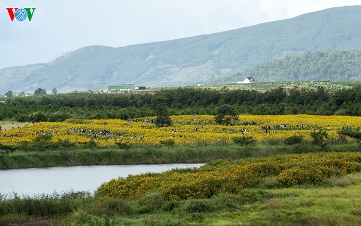 Les tournesols à Dalat - ảnh 4